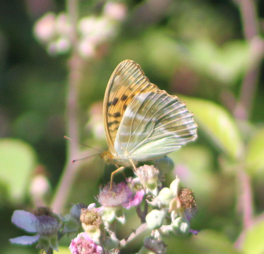 Argynnis paphia ?